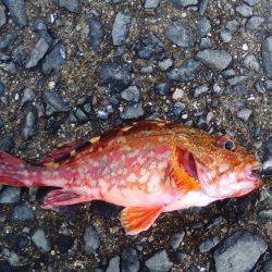 凄い人でびっくりしました。